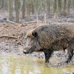 feral-swine-150x150907224-1