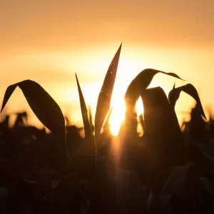 crops-3-jpg-11