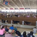 2018-state-fair-show-ring-cattle-150x150232505-1