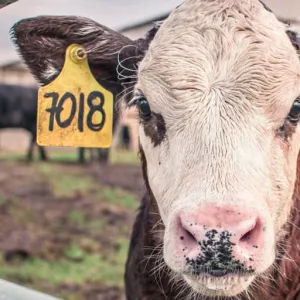 cattle-2-jpg-2