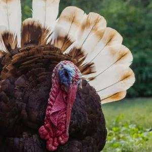 turkey-jpg-3