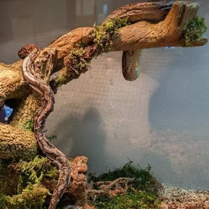 nagini-arl-jpg