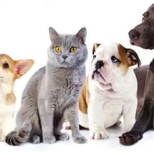 pets-jpg-3
