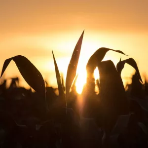 crops-3-jpg-28