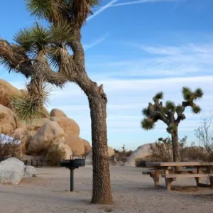 getty_joshua-tree-01-gty-jef-250514_1747234673859_hpmain73699