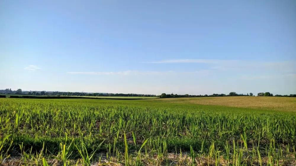 crops-1-jpg-4