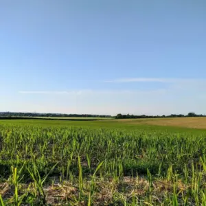 crops-1-jpg-4