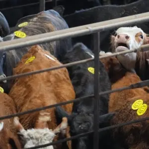 getty_attle_102325391930