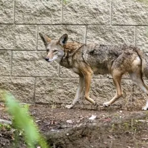 g_coyote_10302589042