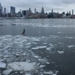 abc_nycice_012826935220