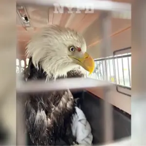 news_eagle_21826724685