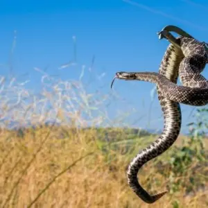 getty_rattlesnake_042226503714