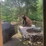 bear-on-deck-photo-chris-tipple-150x150994130-1