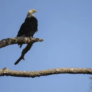 g_baldeagle_051526274347