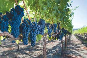 twomeycellars_112018-2