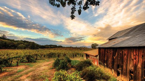 bacigalupivineyards_102018-2