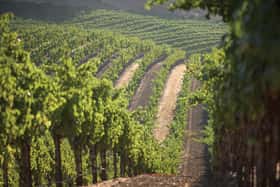stfranciswineryandvineyards_062018-2
