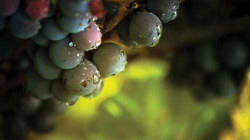 wine-grapes-in-vineyard-after-rain-3