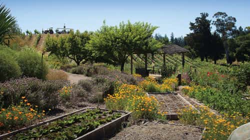 theancientpracticeofbiodynamicfarming_072017-2