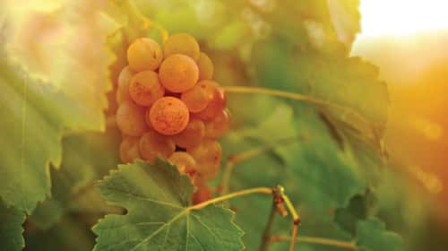 grape-riesling-sunset-in-the-vineyard-3
