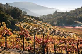 somerston-vineyard-napa-california