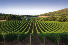kenzovineyard-2