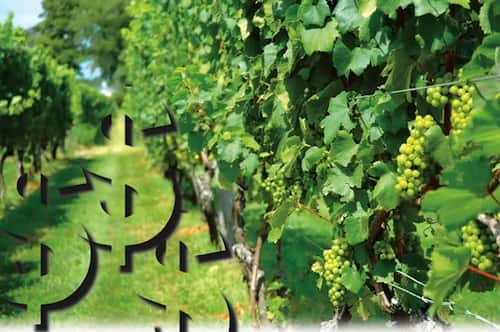 invineswetrust_112006-2