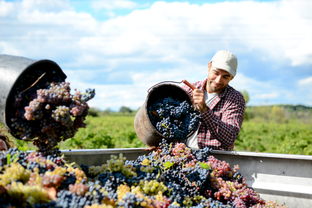 handsomeyoungmanwinemakerinhisvineyardduringwineharvest