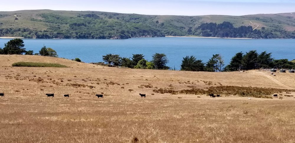 beef-cattle-near-marshall
