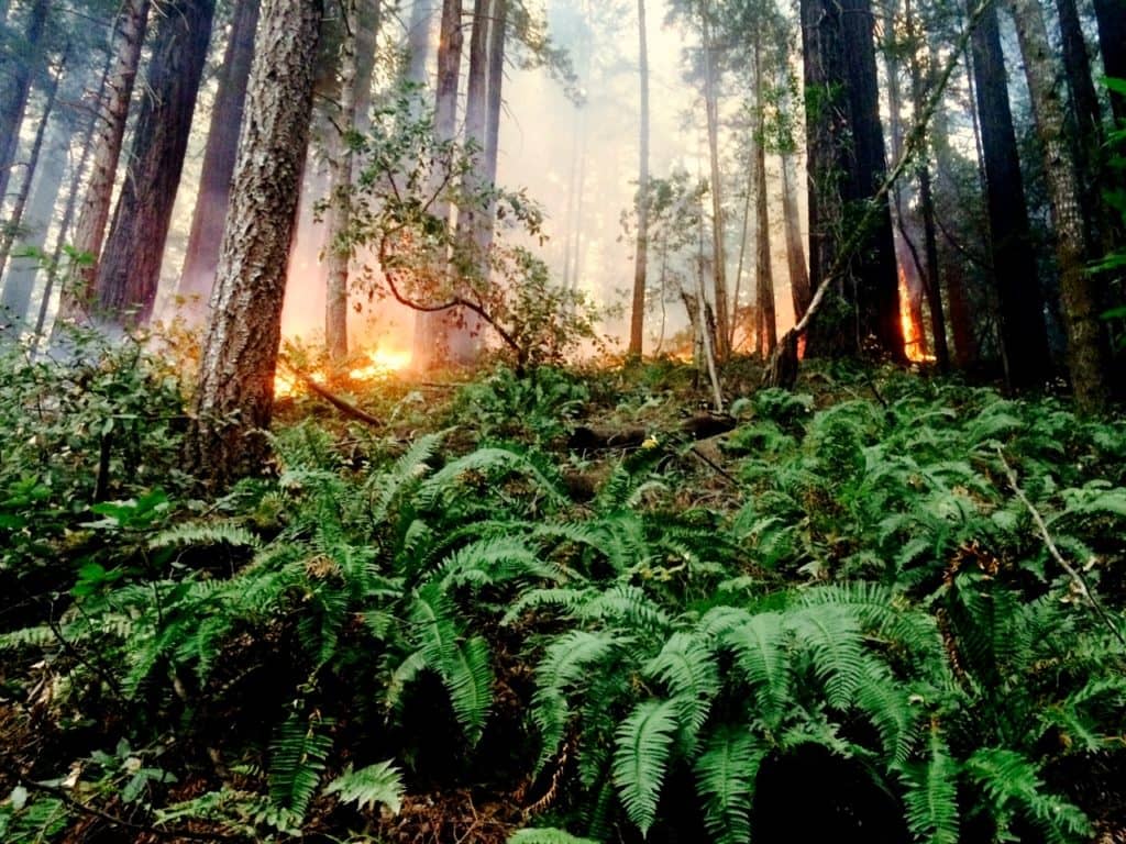 roysredwoods-5