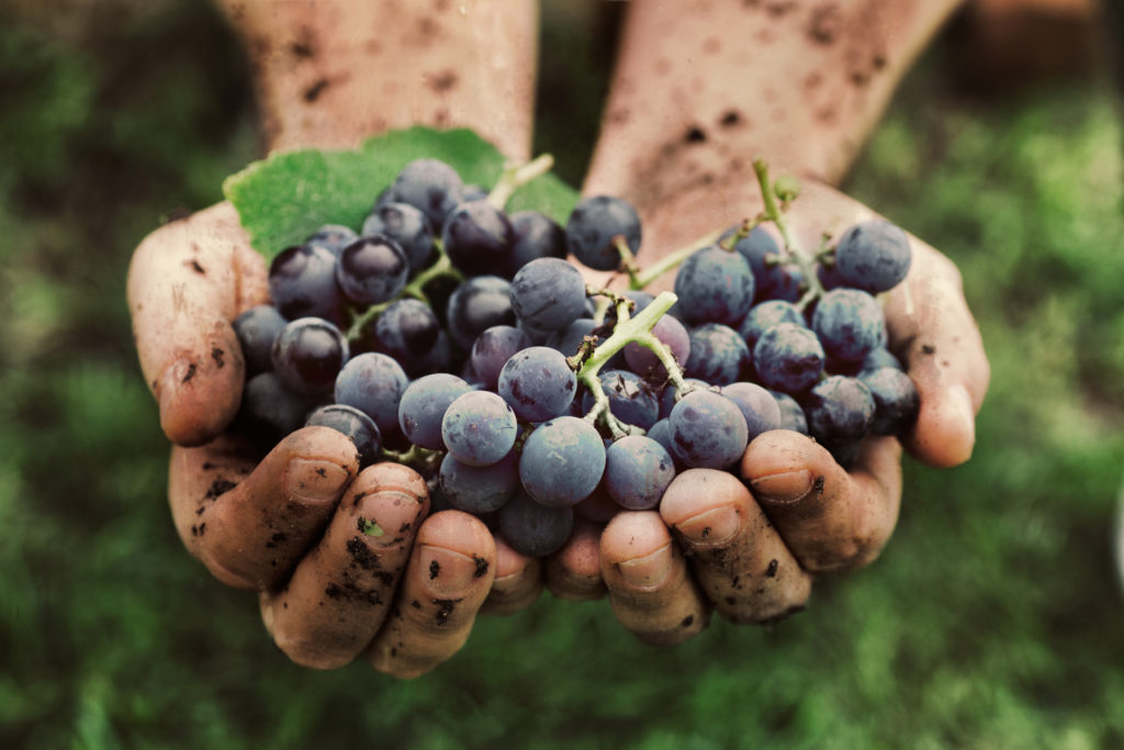 grapesharvest-farmershandswithfreshlyharvestedblackgrapes