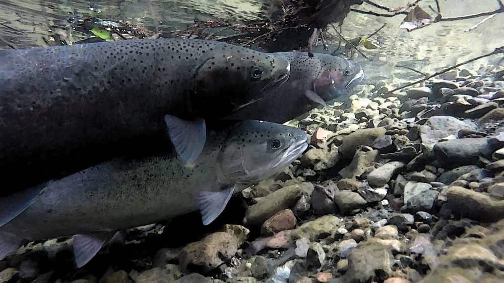 Alaska's salmon are getting smaller - High Country News