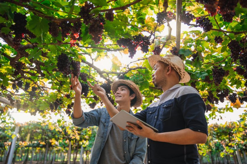 freshlyharvestedbluegrapesinthehandsofhappyfarmers