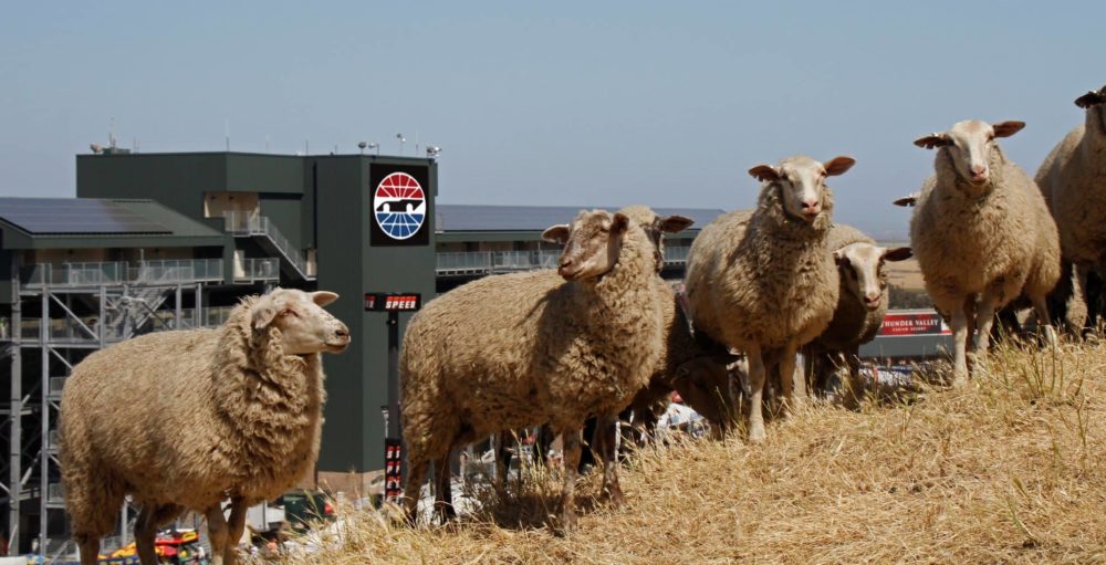 sheepsrsign-jjacobson_resized