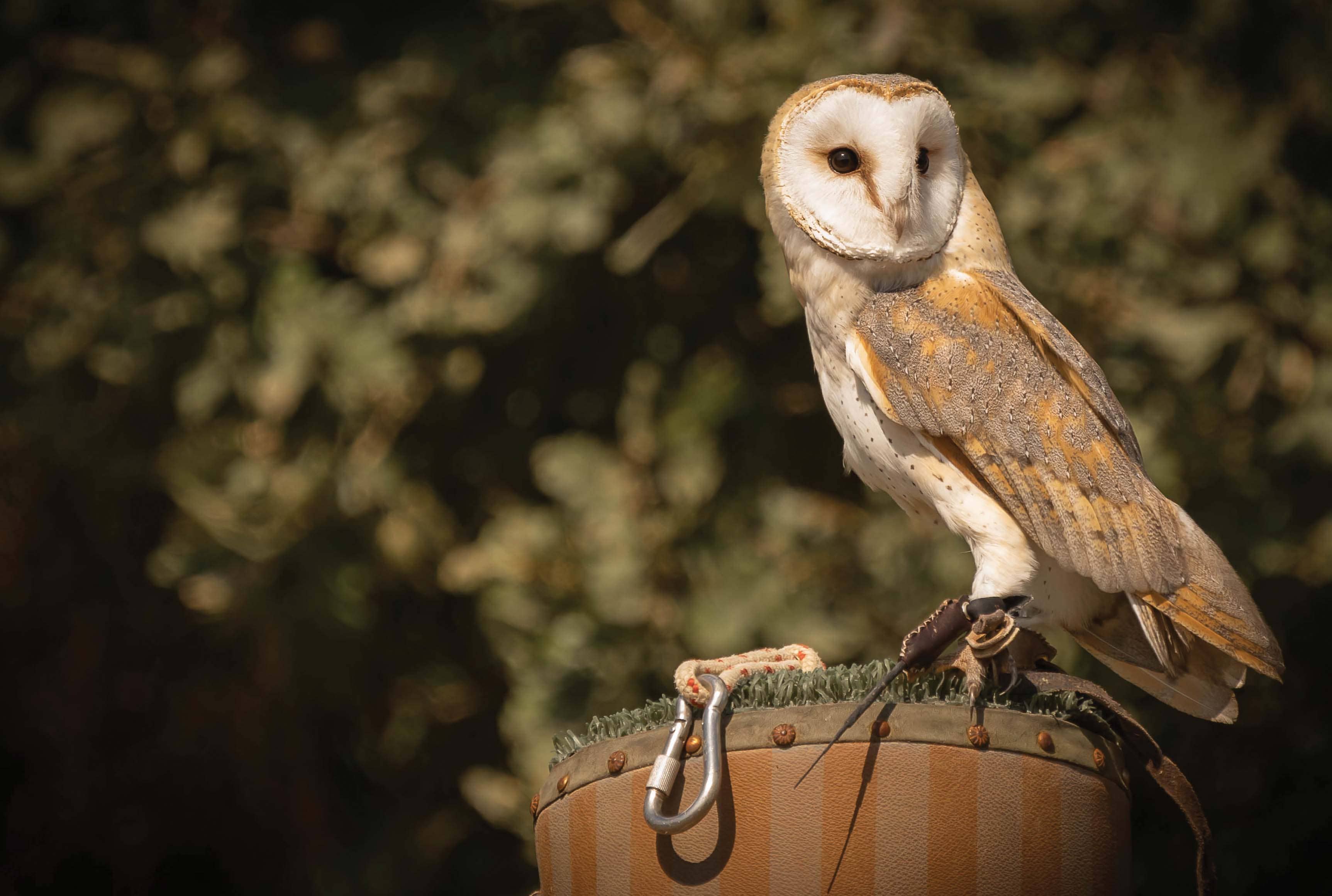 common-barn-owl-while-feeding-on-a-wooden-hemp-against-a-dark-b