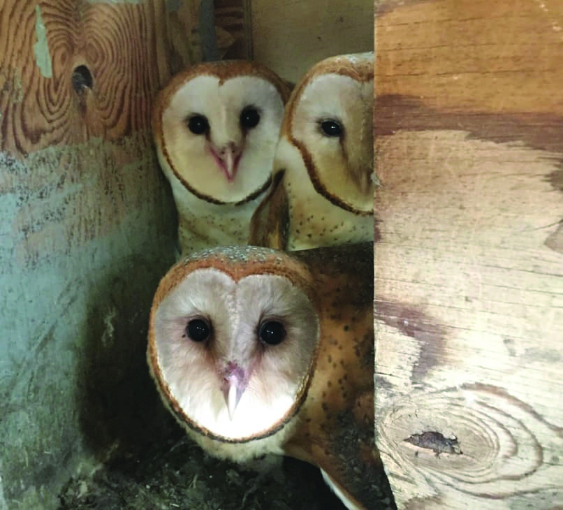 Putting On A Tough Face: The Insecurities of Dead Cells – Timber Owls