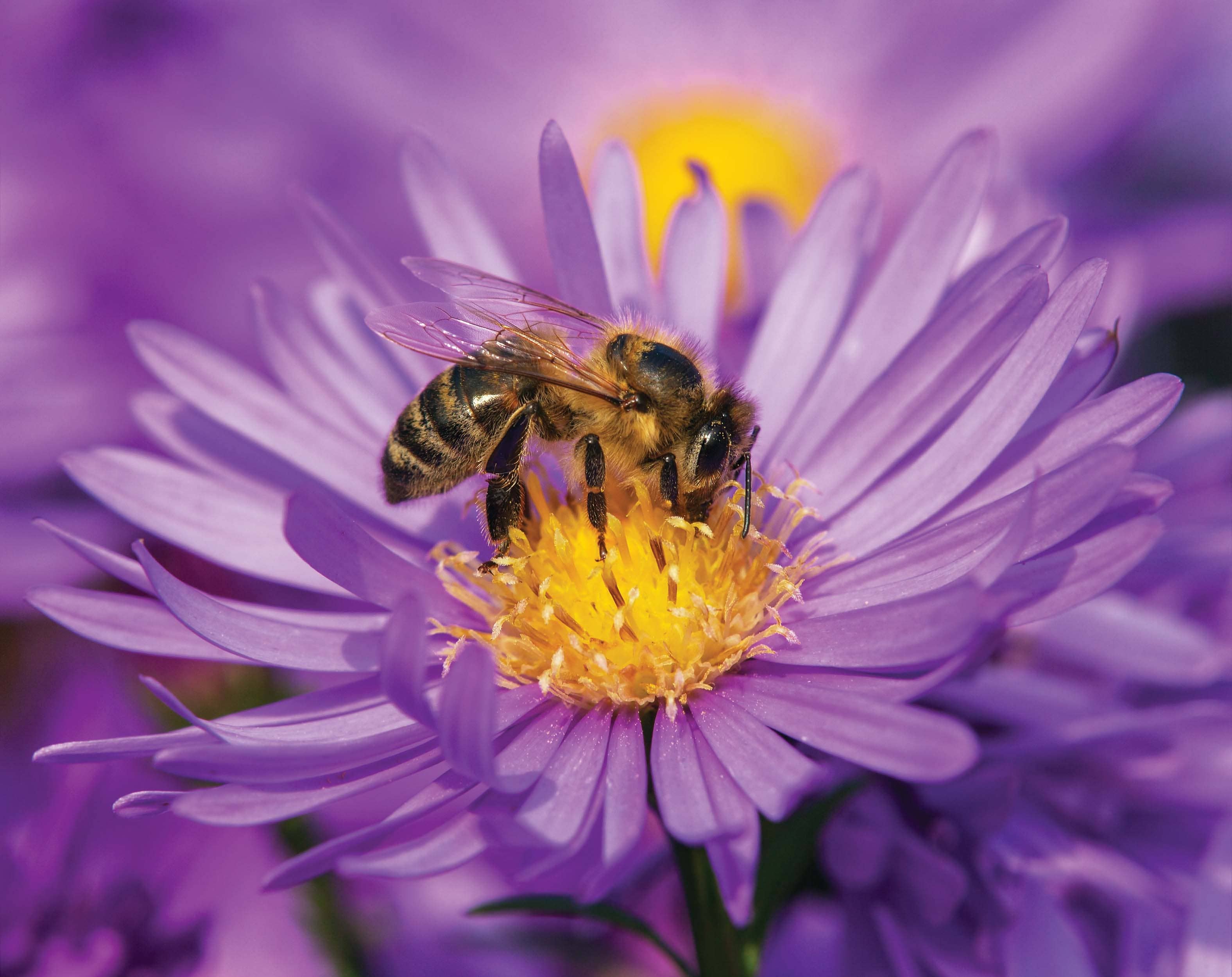 detail-of-bee-or-honeybee-in-latin-apis-mellifera-european-or-w