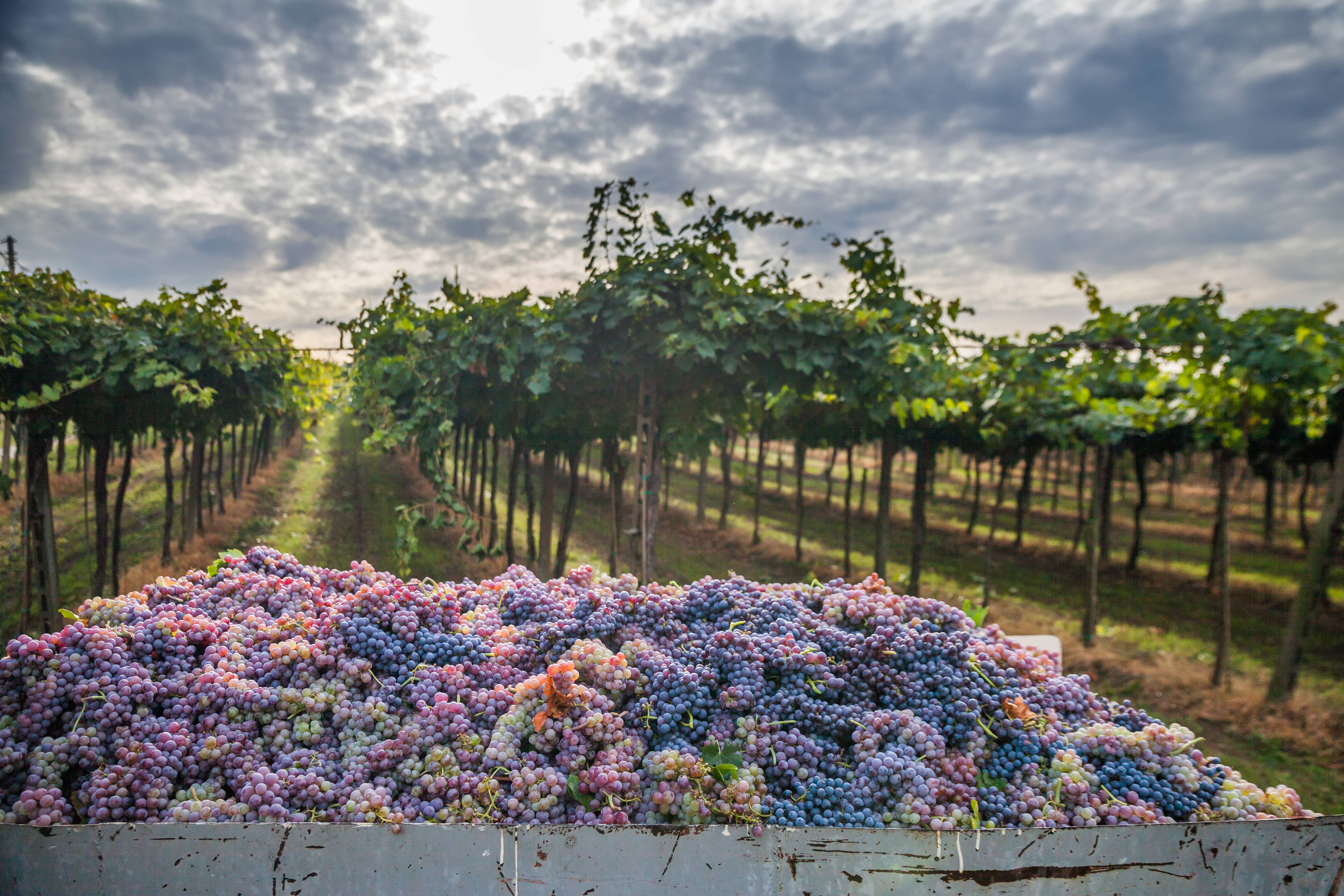 grapeharvestitaly