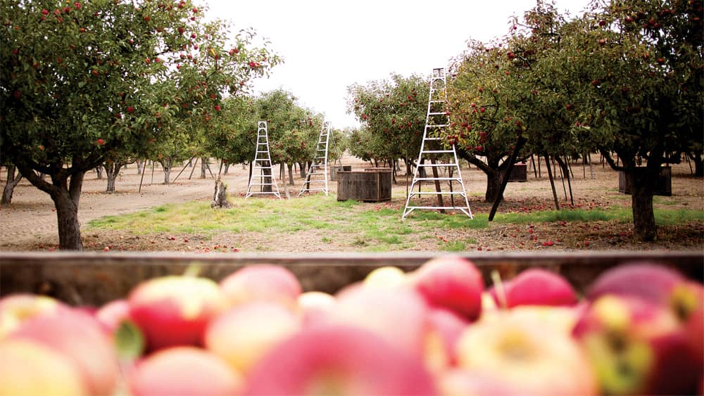 Apple Varietals  Manzana Products Co., Inc.