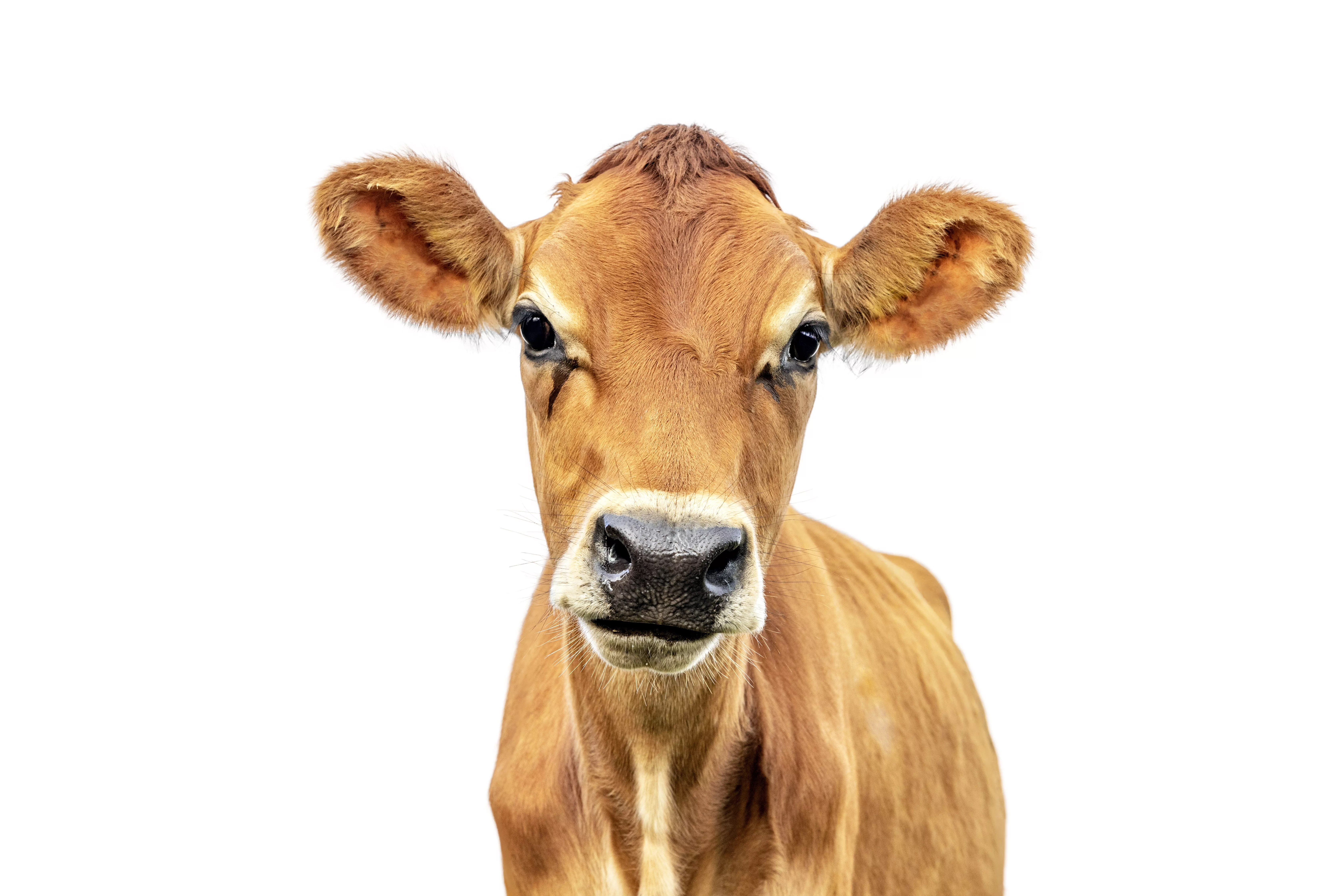 cowisolatedonwhitejerseyheadshotblacknosebrowncoat