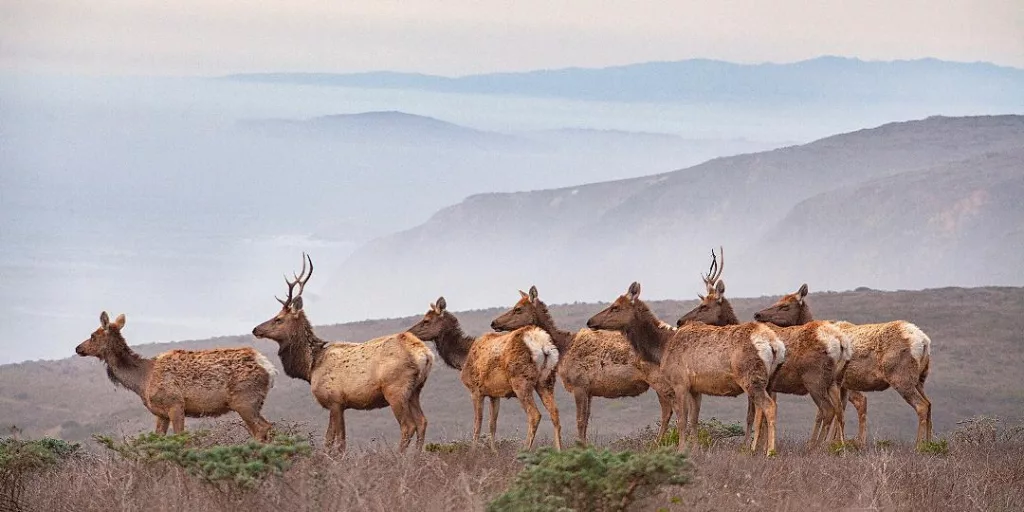 Tule elk at Point Reyes. [Photo by Jack Gescheidt, TreeSpiritProject.com]
