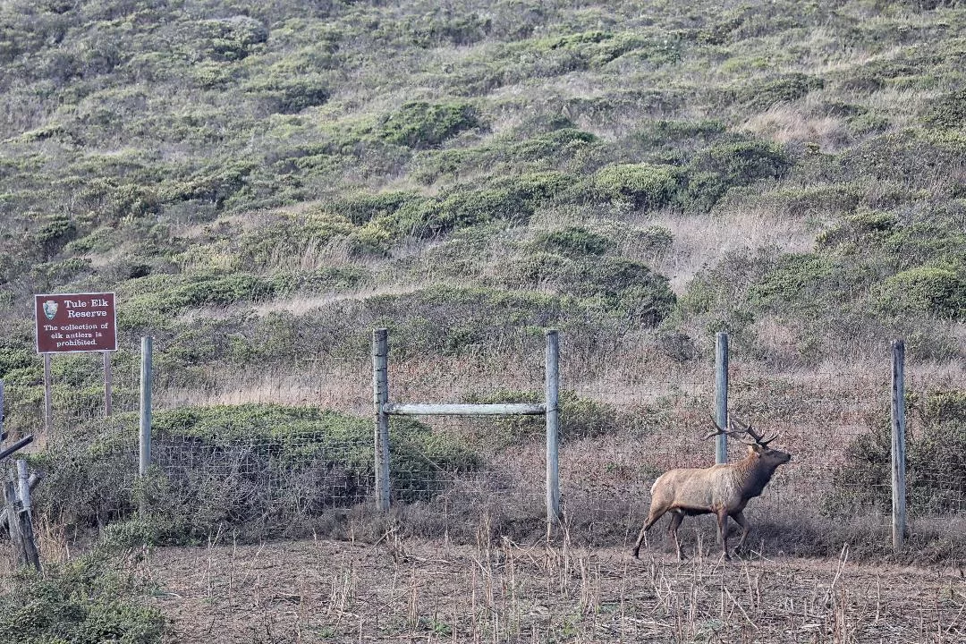 elk