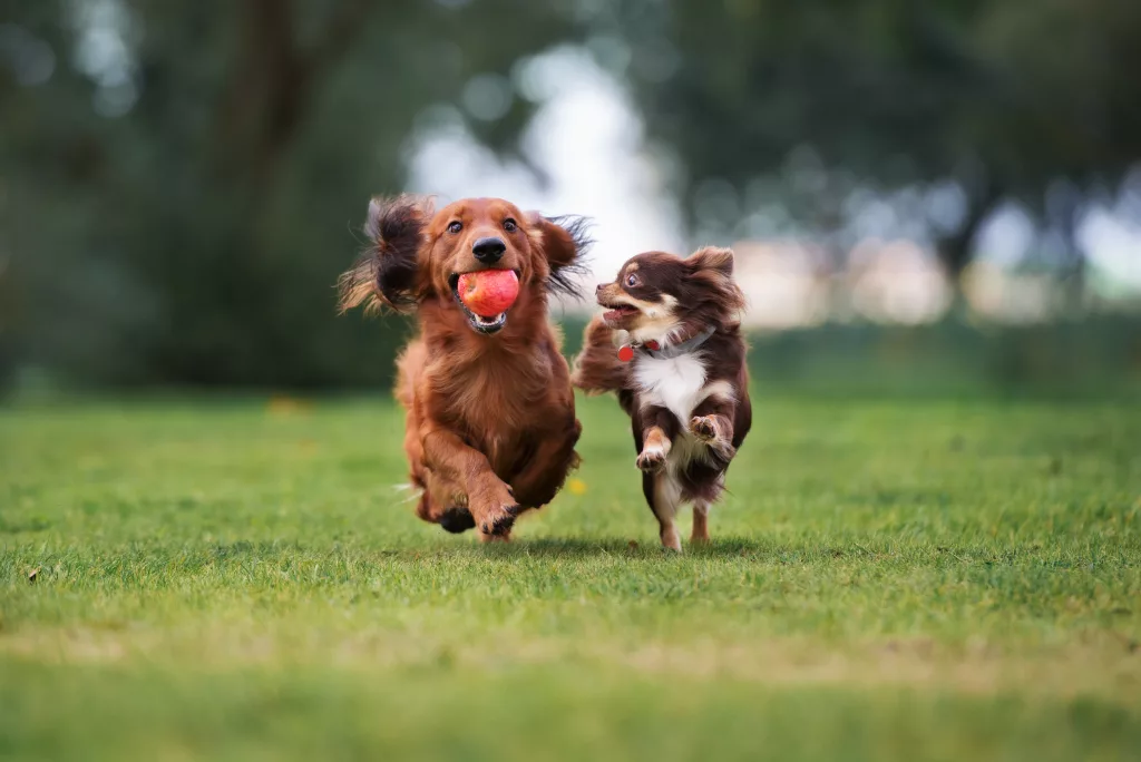 twosmalldogsplayingtogetheroutdoors