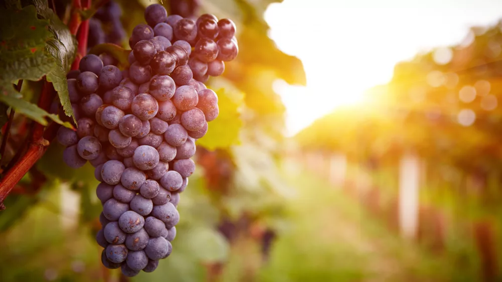 vineyardsatsunsetinautumnharvest-ripegrapesinfall