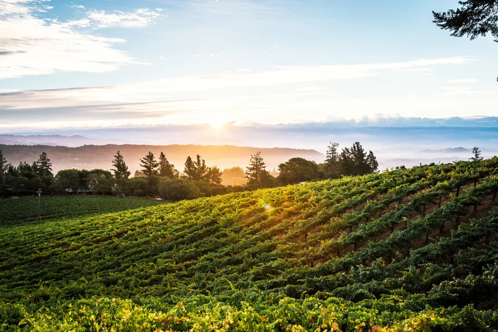 a-rafanelli-winery-2