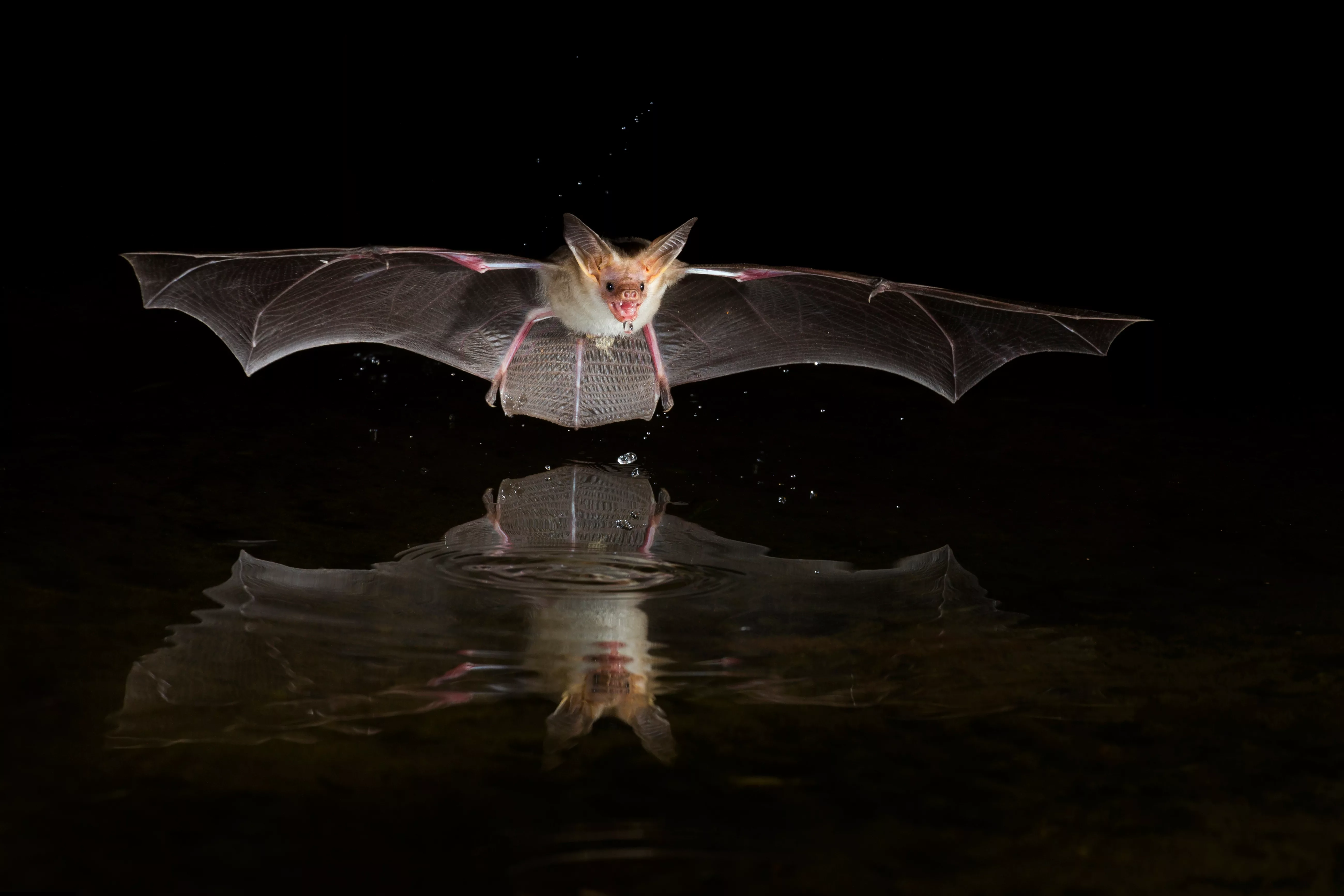 usaarizonapallidbatantrozouspallidusbatdrinking-2