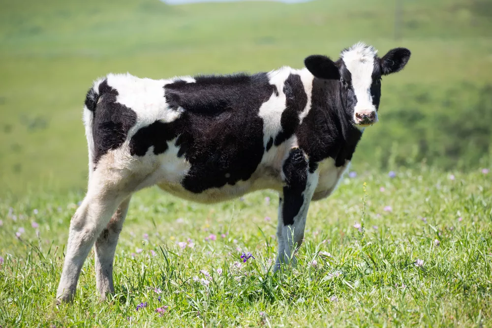blackandwhitedairycowholstein-friesianinthemeadowsof