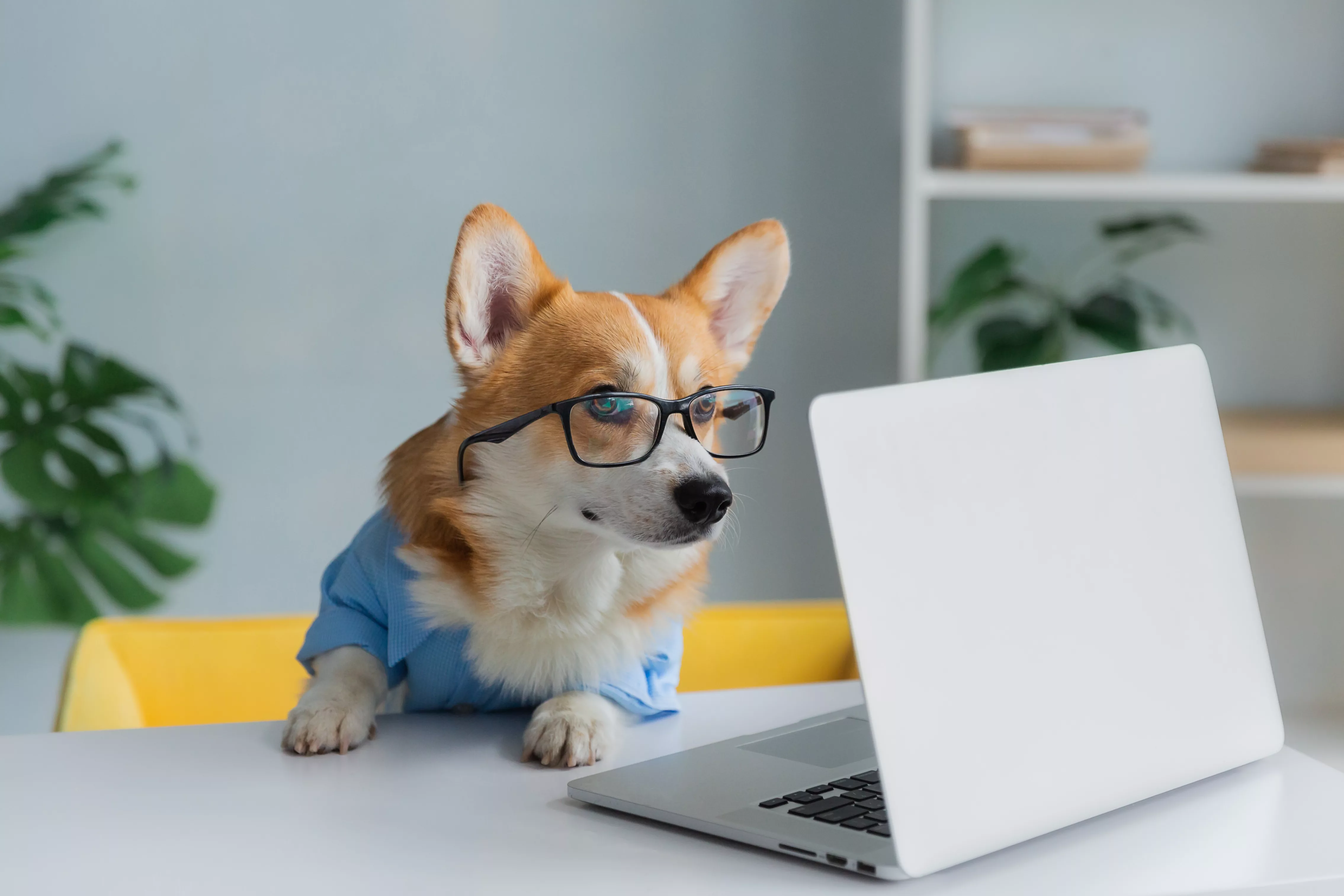 cutecorgidoglookingintocomputerlaptopworkinginglasses
