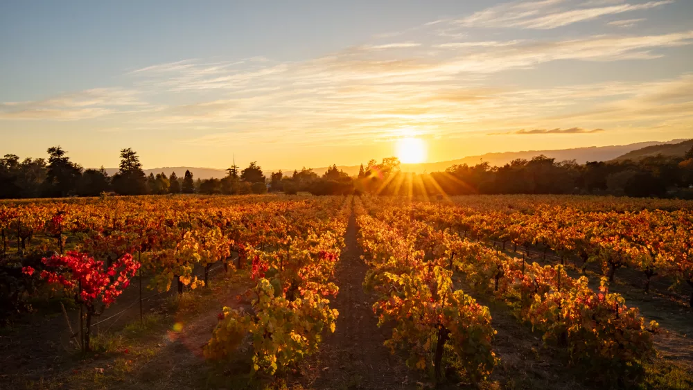 fall-sunset-in-vineyard_photo-credit-courtesy-of-bartholomew-estate-winery