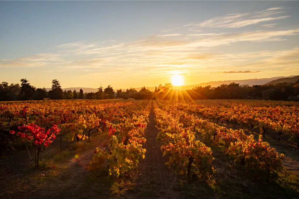 fall-sunset-in-vineyard_photo-credit-courtesy-of-bartholomew-estate-winery